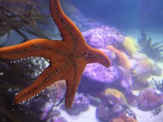 海星，水族馆，海，自然，水，水下