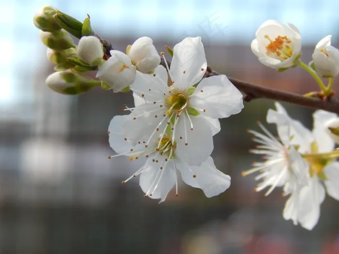梅花，性质，花，春天