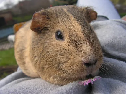 几内亚猪,女性,Agouti,肖像,哺乳动物 几内亚猪,女性,Agouti,肖像,哺乳动物
