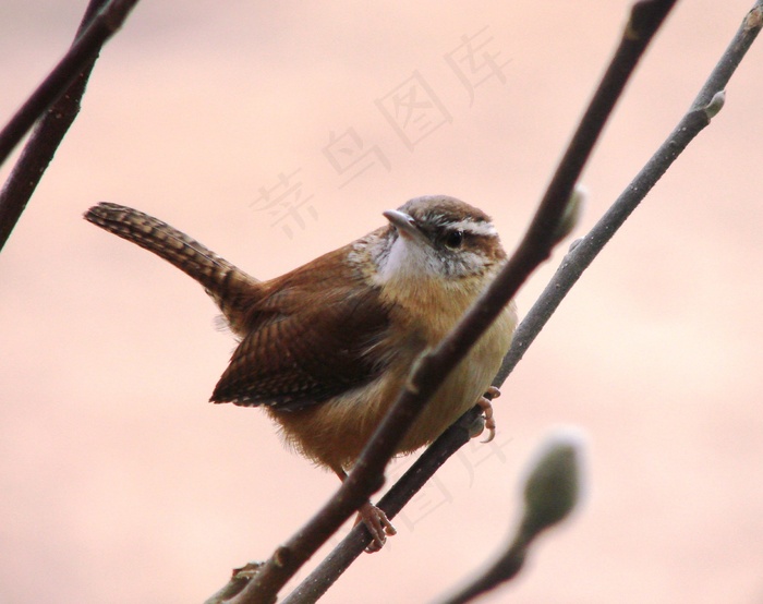 W，鸟，肢体，动物，喙，科，野生动物