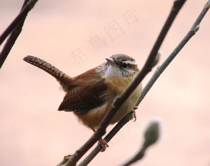 W，鸟，肢体，动物，喙，科，野生动物