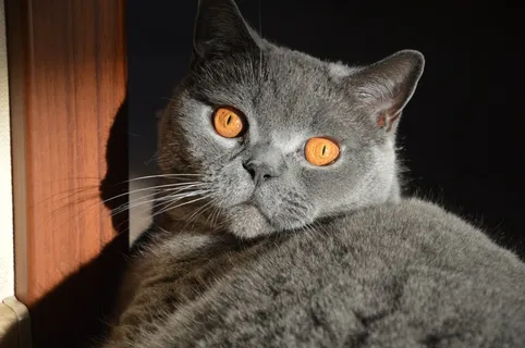 猫,宠物,动物,可爱,小猫,小猫,眼睛,可爱的猫咪 猫,宠物,动物,可爱,小猫,小猫,眼睛,可爱的猫咪