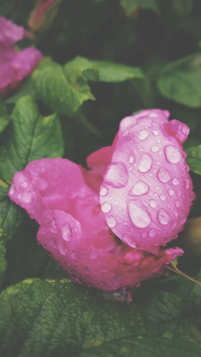 玫瑰，开花，花，粉红色，新鲜，湿，水，雨