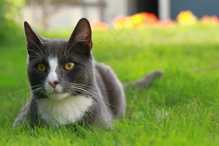 猫，猫的，灰色，鲜花，花园，草，绿色