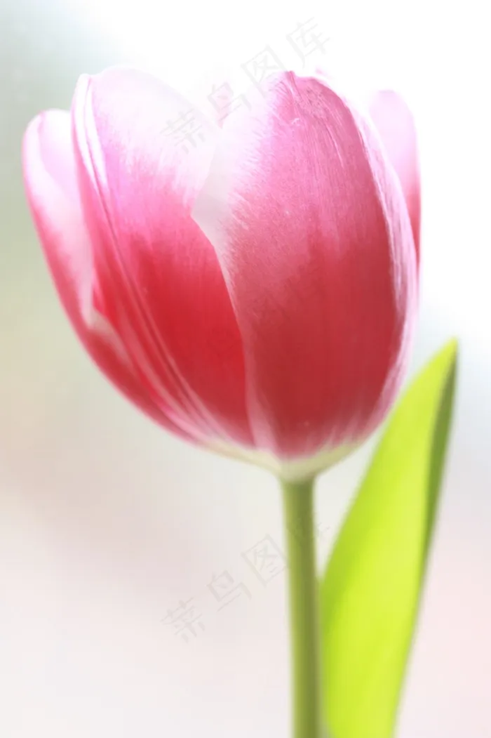 郁金香，花，罗莎，花瓣，盛开，春天，颜色