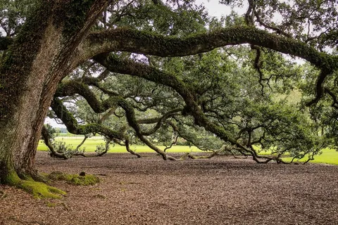 弗吉尼亚州橡树，南部橡树，橡树