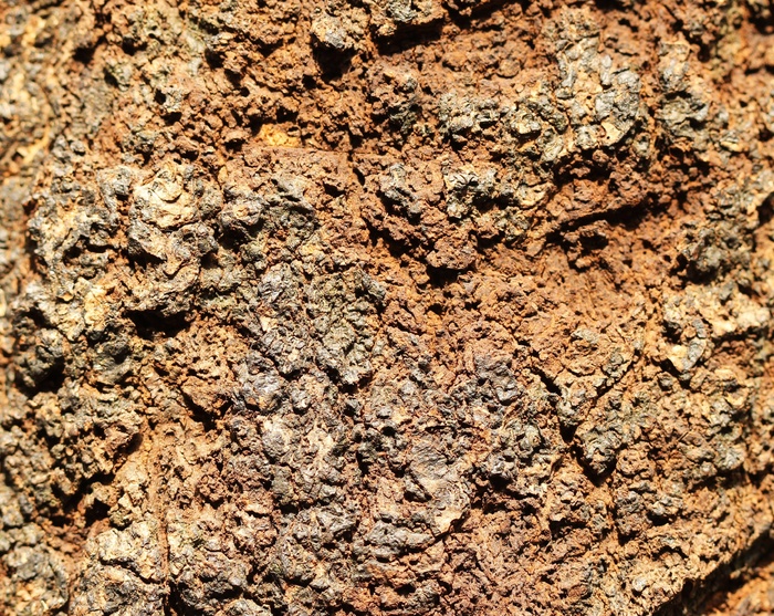 树皮，树，布朗，墙，织物