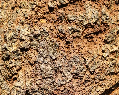 树皮,树,布朗,墙,织物 树皮,树,布朗,墙,织物