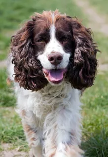 狗,英语,史宾格犬,史宾格犬 狗,英语,史宾格犬,史宾格犬