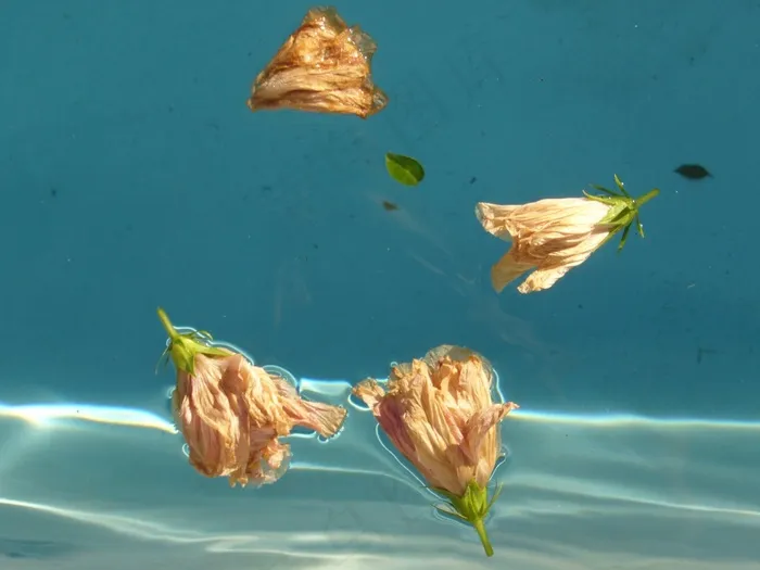 水，花，蓝色，芙蓉花，浮法，波纹，池