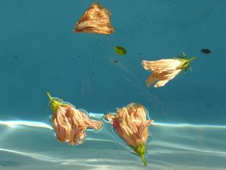 水，花，蓝色，芙蓉花，浮法，波纹，池