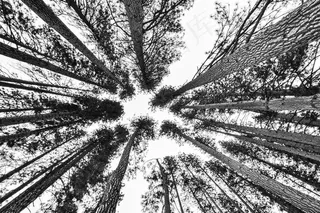 南洋杉,棕榈,钢笔画,蒲葵,海枣,树冠