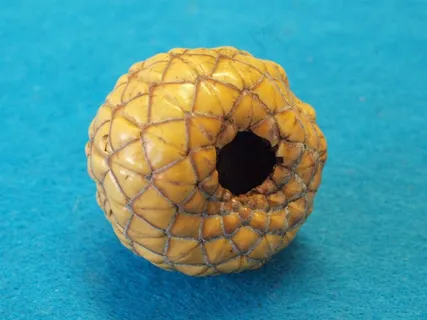 伦比果，木薯粉，印度尼西亚