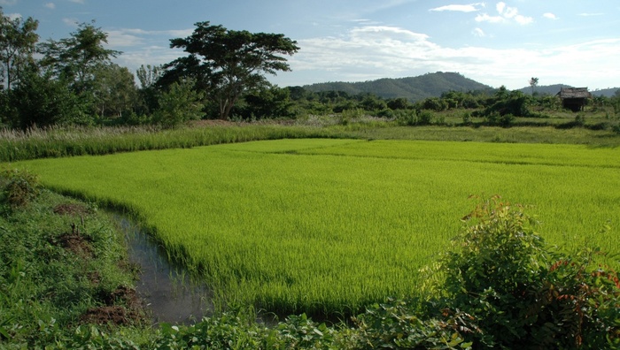 风景，泰国，水稻，田野，夏天，春天