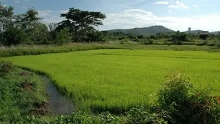 风景，泰国，水稻，田野，夏天，春天