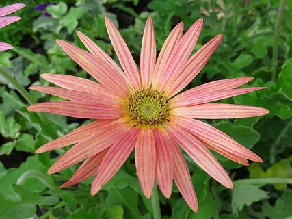 大自然，植物，花，夏天，粉红色，Arctotis