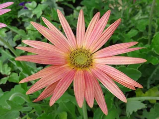 大自然，植物，花，夏天，粉红色，Arctotis