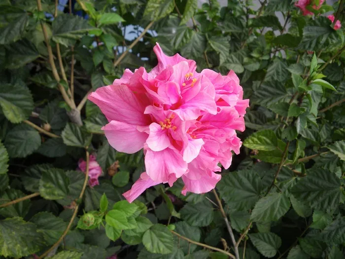 开花，西班牙，自然