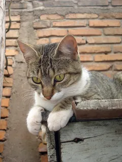 猫，猫的，砖，观察