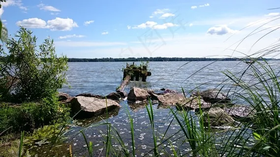 海滩，芦苇床，水，湖泊，景观，芦苇