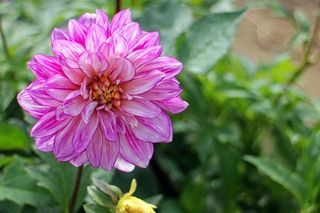 大丽花，大丽花，地热，植物，复合材料