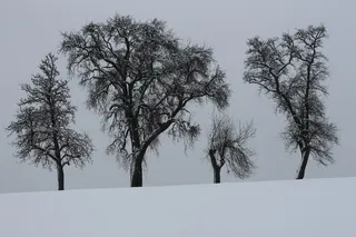 冬天，树木，雪
