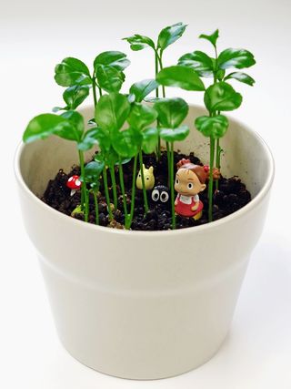 雕像，锅，植物，装饰，绿色，陶瓷，土壤