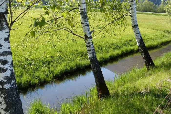 桦木，巴赫，护城河，镜像