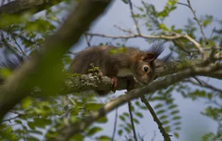 松鼠，可验证的小猫，春季，筑巢强盗