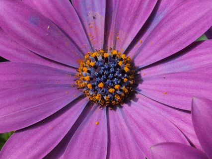 玛格丽特，博恩霍尔姆玛格丽特，紫色，开花，盛开