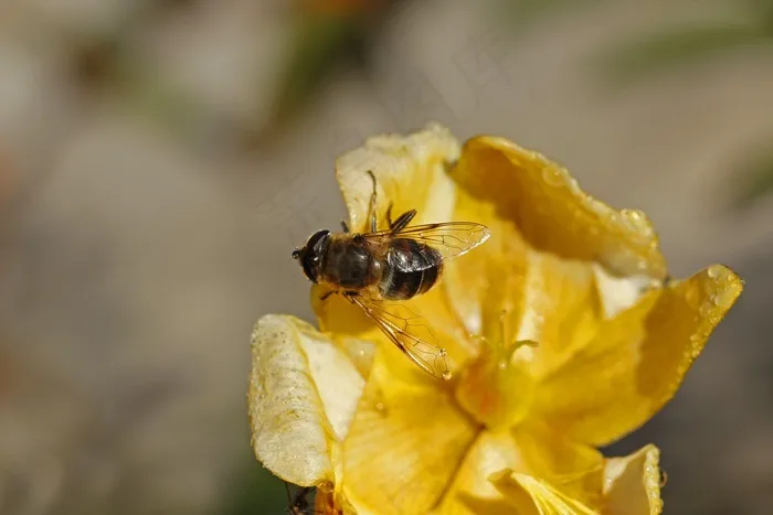 花，鲜花，关闭，植物，野花，颜色