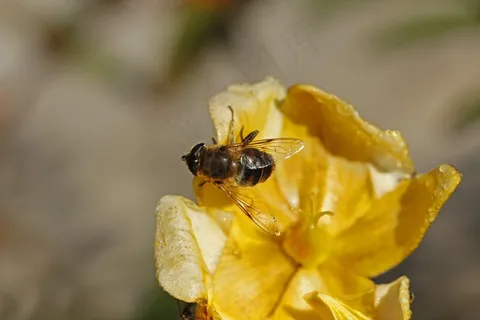 花,鲜花,关闭,植物,野花,颜色 花,鲜花,关闭,植物,野花,颜色
