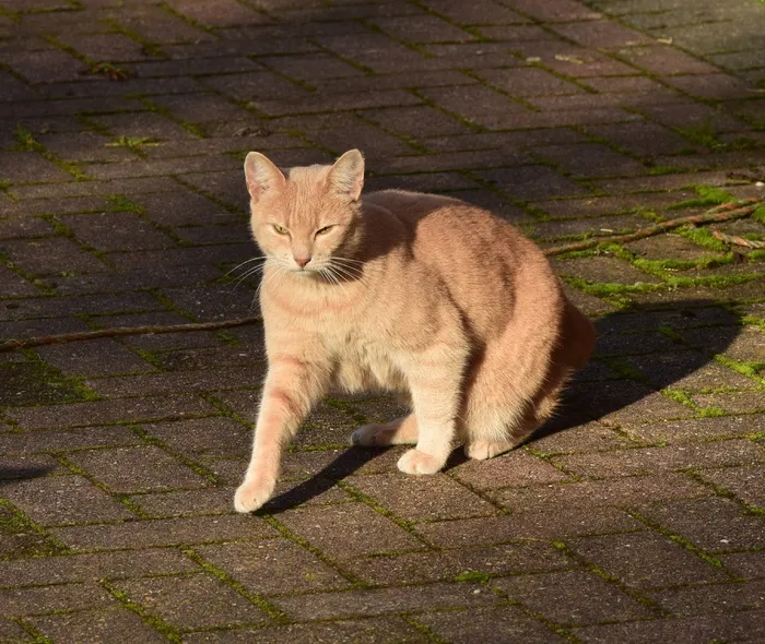 猫，走，太阳，家猫，动物，红色