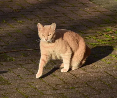 猫,走,太阳,家猫,动物,红色 猫,走,太阳,家猫,动物,红色