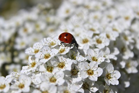 夏天，鲜花，灌木，白色，瓢虫，昆虫