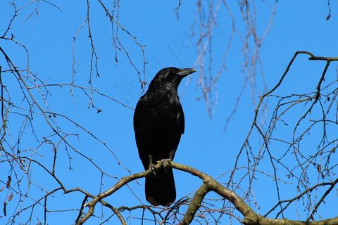 乌鸦，乌鸦，白嘴鸦，乌鸦鸟，鸣鸟
