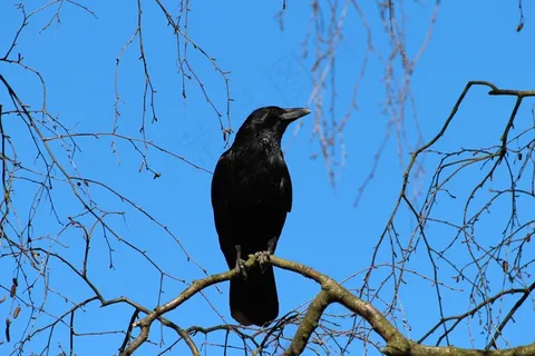 乌鸦，乌鸦，白嘴鸦，乌鸦鸟，鸣鸟