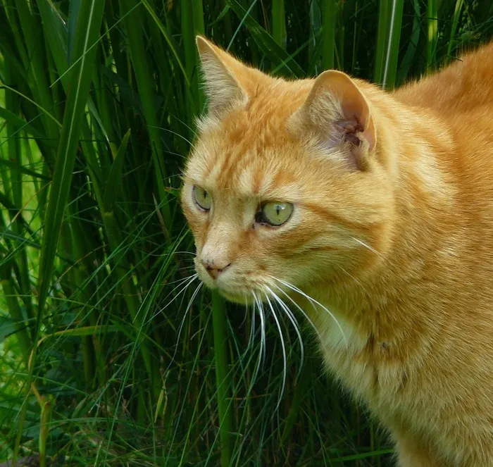 猫，动物，宠物，猫脸，头，家猫，阿迪达斯
