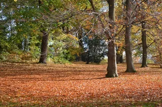 叶子，秋，树木，多彩，树，叶，雨