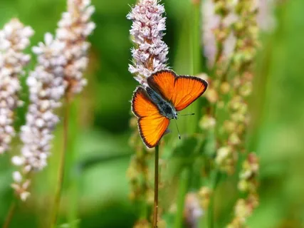 大铜色,蝴蝶色,红色,橙色,Lycaena Dispar 大铜色,蝴蝶色,红色,橙色,Lycaena Dispar