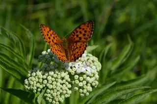蝴蝶，花，着色，昆虫，夏天，弧
