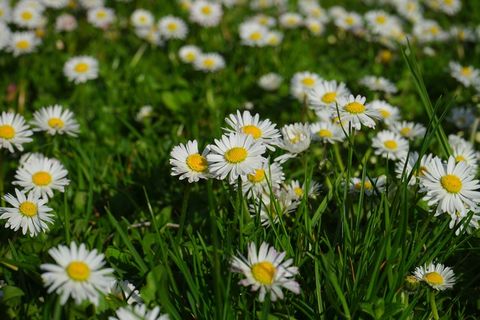 雏菊，花，开花，白，贝利斯哲学