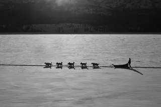 狗拉雪橇队，Musher，剪影，雪，森林，径