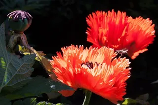 观赏罂粟，半莲座丛植物，花，性质