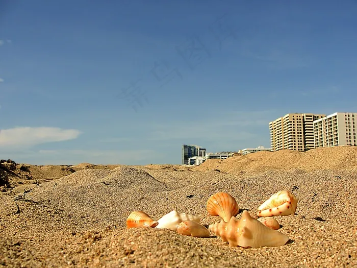 海洋海螺，迈阿密海滩，景观，沙滩沙