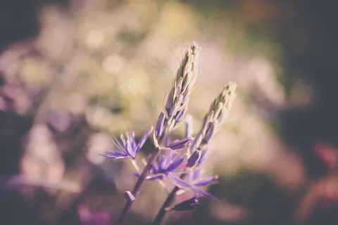 花，春天，颜色，性质，白色，花的，绿色