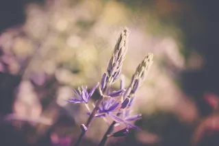 花，春天，颜色，性质，白色，花的，绿色