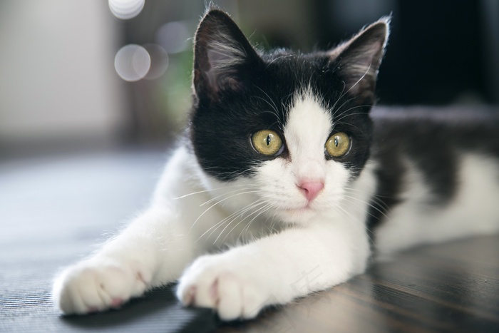 猫，可爱，宠物，黑色，白色，说谎，放松，休息，爪子