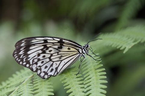 白色baumnymphe,蝴蝶,蝴蝶,异国情调,异国情调 白色baumnymphe,蝴蝶,蝴蝶,异国情调,异国情调