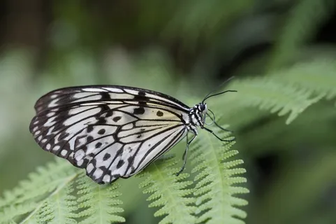 白色baumnymphe,蝴蝶,蝴蝶,异国情调,异国情调 白色baumnymphe,蝴蝶,蝴蝶,异国情调,异国情调